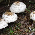 Shaggy Parasol mushrooms