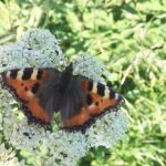 Small tortoiseshell butterfly