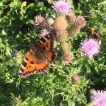 Small tortoiseshell butterfly and bee