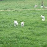 Spring lambs