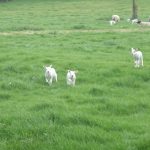 Spring lambs