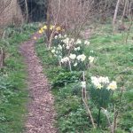 Spring flowers