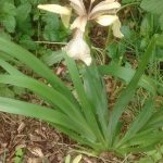 Stinking iris