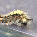 Vapourer moth caterpillar