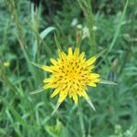 Yellow salsify