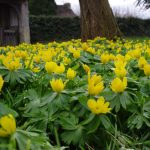 Aconites, St Laud's