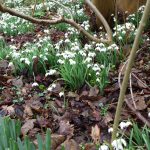 Snowdrops