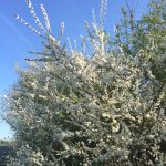 Whitethorn bush