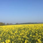 Yellow Crop/Blue Sky