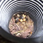 Bumble Bee Nest