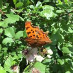 Comma butterfly