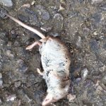 Dead shrew