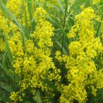 Lady's Bedstraw