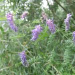 Tufted vetch