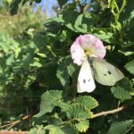 Large white butterfly