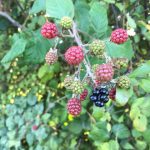 Nature's bounty - blackberries