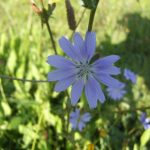 Chicory