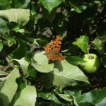 Comma butterfly