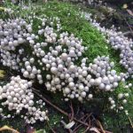 Fairy inkcap mushroom