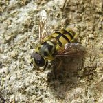 Hoverfly