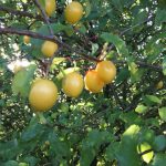 Nature's bounty - Mirabelle plums