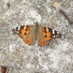 Painted Lady butterfly