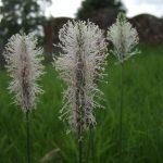 Plantain flower spikes