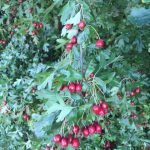 Nature's bounty - haws