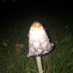 Shaggy inkcap