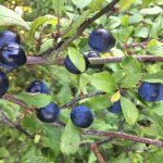 Nature's bounty - sloes