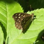 Speckled Wood Butterfly