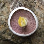 Yellow stainer mushroom
