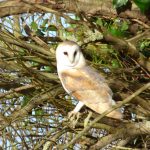 Barn Owl