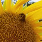 Bee on sunflower