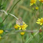 Common blue butterfly