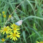 Common blue butterfly