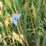 Common blue butterfly