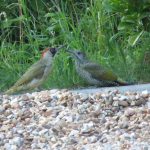 Green Woodpecker with fledgling