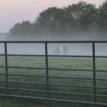 In the frame - Belted Galloway