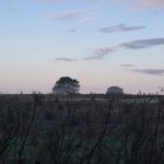 Morning Dew - Land off High Street