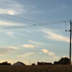 'Name that tune' - Musical Birds on a wire