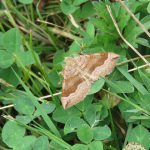 Shaded broadbar moth