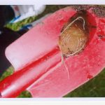 Slug on red trowel