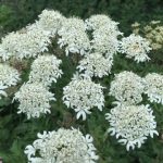 Cow parsley