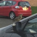 Mistle thrush about to attack car windscreen