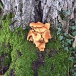 Fungus - imitating a fox