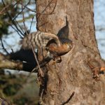 Male sparrowhawk