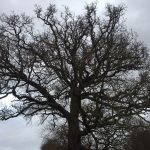 Iconic tree