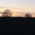 December 2017 Trees on Land off High Street