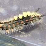 Vapourer moth caterpillar